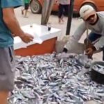 Heboh! Akibat Aliran Kali Kering, Warga Cikarang Jati Berbondong- Bondong Cari Ikan